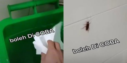 Cerdik, Wanita Ini Beri Tips Baru Menangkap Kecoa agar Tetap Aman, Jitu Banget