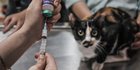 Dinas KPKP Gelar Sterilisasi Kucing dan Vaksinasi Rabies Gratis