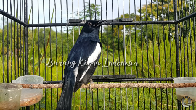 burung kacer indonesia