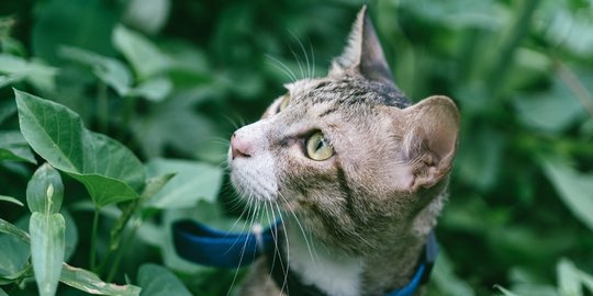 Penyebab Jamur Kucing beserta Jenis dan Gejala yang Muncul