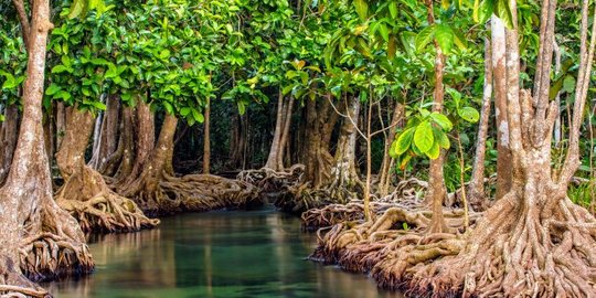 90 Persen Hutan Mangrove di Pantura Jawa Barat Rusak, Begini Faktanya