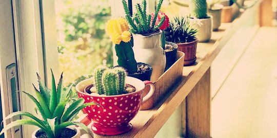 8 Manfaat Menanam Kaktus di Dalam Rumah, Tingkatkan Kualitas Udara dan Kelembapan