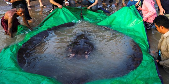 Heboh Penemuan Ikan Pari Rakasa di Sungai Mekong Kamboja, Beratnya 300 Kg