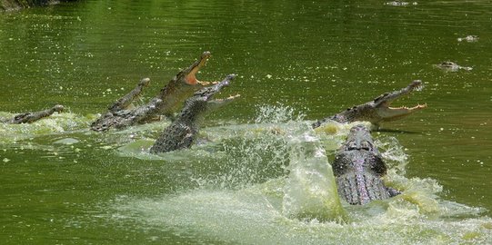 Diterkam Buaya saat Jaring Ikan, Pekerja di Banyuasin Ditemukan Tewas