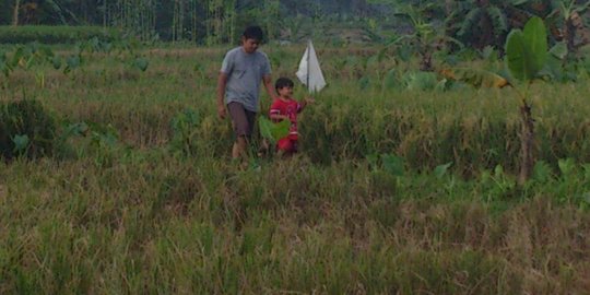 Lahan Diserang Belalang, Petani Sumba Timur Disarankan Kementan Ikut Program AUTP