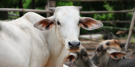 Cegah Wabah PMK, Peternak di Kuningan Semprot Kaki Sapi dengan Cairan Ini