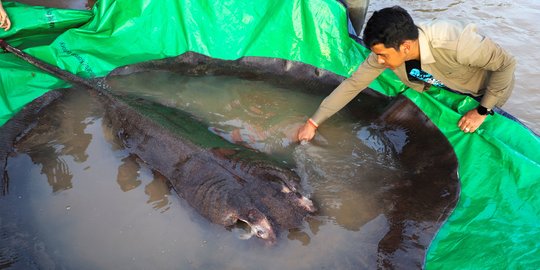 Ikan Air Tawar Terbesar Ditemukan di Sungai Mekong Kamboja, Beratnya 300 Kg