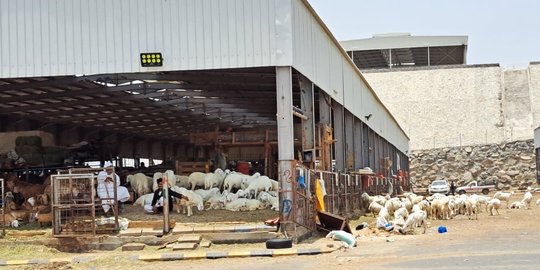 Menengok Pasar Kambing Anam di Makkah, Tempat Jemaah Beli Ternak untuk Bayar Dam