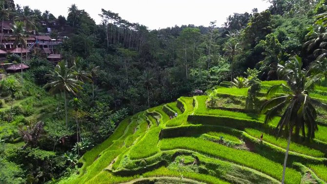 wisata di ubud