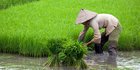 Indonesia Butuh Reformasi Pertanian Cegah Krisis Pangan
