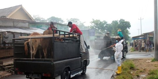 Jokowi Perintahkan Daerah Zona Merah Dilockdown Cegah Penyakit Mulut dan Kuku Meluas
