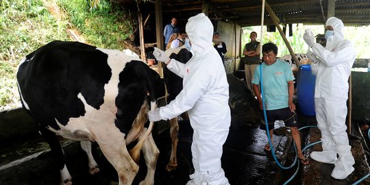 Wabah PMK Meluas, Salim Segaf Minta Kader PKS Bantu Peternak