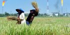 Genjot Produksi Pertanian Cegah Krisis Pangan, ini yang Diperlukan Indonesia