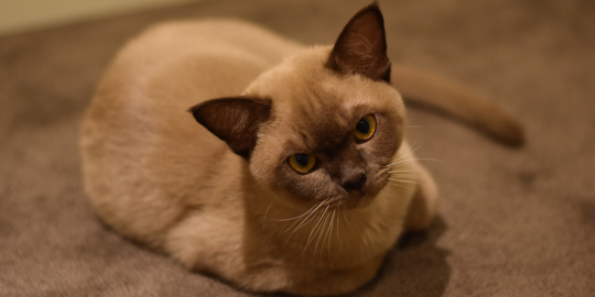 Mengenal Kucing Burma: Ciri-ciri, Kepribadian, serta Masalah Kesehatannya