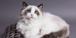 Mengenal Kucing Ragdoll: Karakteristik, Sifat dan Cara Merawatnya