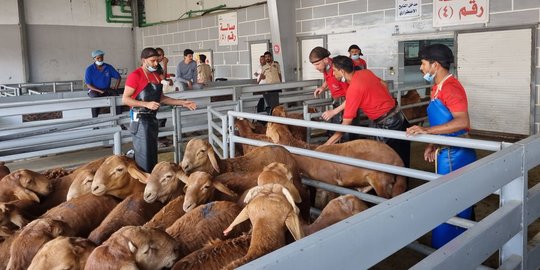 Pasar An'am, Tempat Berburu Kambing DAM di Makkah