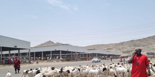 Pasar Anam Tempat Berburu Kambing Dam Di Makkah