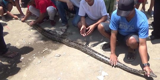 Jenis Ular Sawah yang Penting Diketahui, Kenali yang Berbisa