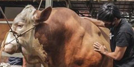 Potret Sapi Raksasa Atta Halilintar untuk Kurban, Gede Banget!