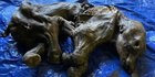 Bayi Mammmoth Utuh Berusia 30.000 Tahun Ditemukan di Kanada