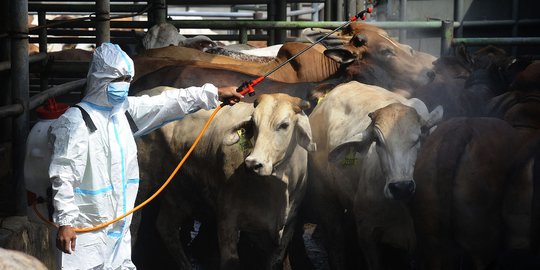 Cara Memilih Hewan Kurban Bebas Penyakit Mulut dan Kuku