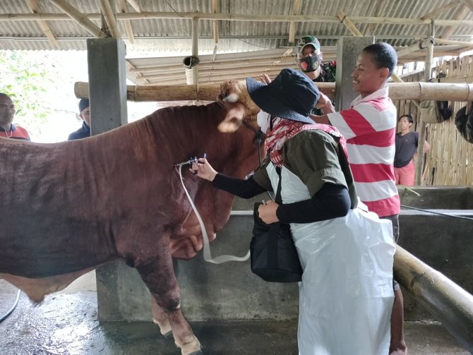 antisipasi penyebaran pmk banyuwangi tuntaskan vaksin tahap pertama 3300 ekor sapi