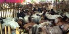 Ratusan Ekor Belum Laku Jelang Idul Adha, Penjual Hewan Kurban di Lebak Sepi Pembeli