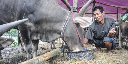 Sapi Kurban di Sumsel Tak Masuk Prioritas Penerima Vaksin PMK