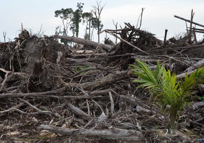 hutan kalimantan