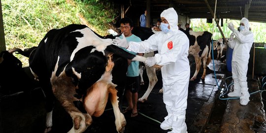 Wali Kota Kediri Minta Warga Tak Takut Makan Daging Kurban, Ini Penjelasannya