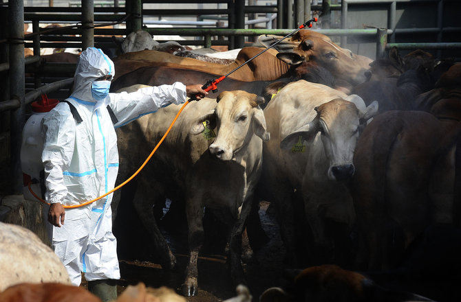 upaya pencegahan penyakit mulut dan kuku pada sapi di depok