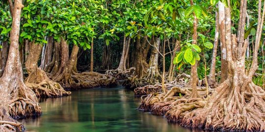 Apa Manfaat Hutan Bakau? Ini Penjelasannya dari Kementerian Kelautan & Perikanan