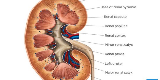 Fungsi Glomerulus pada Tubuh Manusia Dan Penyakit Terkait