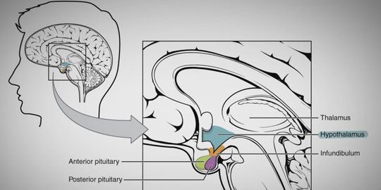 Fungsi Hipotalamus Bagi Tubuh, Memastikan Sistem Organ berjalan Stabil