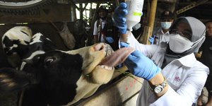 Antisipasi PMK, Sapi-Sapi di Kota Bogor Disuntik Vaksin