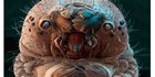 CEK FAKTA: Ini Bukan Foto Tungau yang Hidup di Wajah Manusia