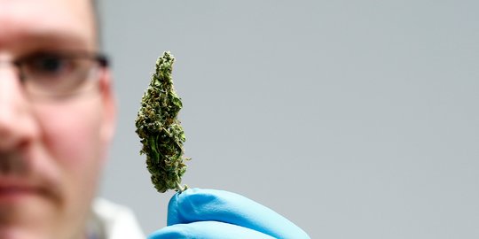 Penggunaan Ganja Medis Tidak Boleh Sembarangan dan Tidak Dikonsumsi Langsung