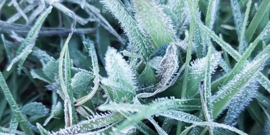 Cuaca Dingin, Begini Penampakan Dieng yang Membeku di Suhu Minus 1 Derajat Celcius