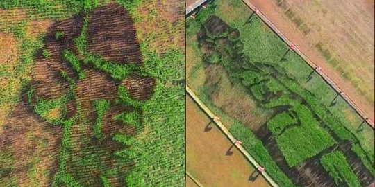 Warga Desa Bregas Lukis Sosok Soekarno di Hamparan Sawah, Hasilnya Bikin Takjub
