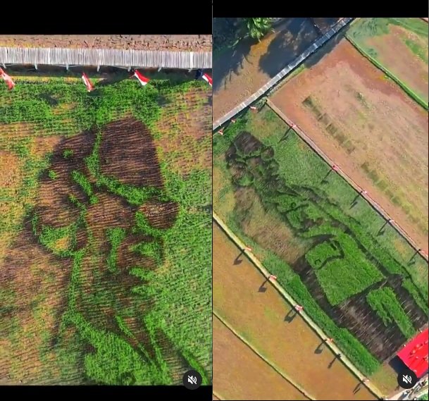 warga desa bregas 039gambar039 soekarno di hamparan sawah hasilnya bikin takjub