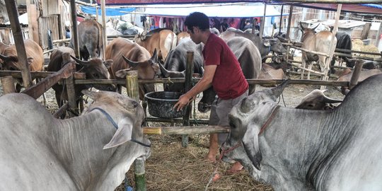 Simak, Ini Tips Memilih Hewan Kurban dan Mengolah Daging Bebas Bahaya PMK