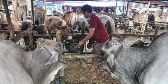 Wabah PMK Masuk Bali, Kasus Pertama Ditemukan di Gianyar