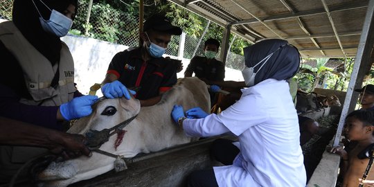 Puluhan Relawan Dikerahkan ke Tulungagung Tangani PMK Ternak Milik Warga