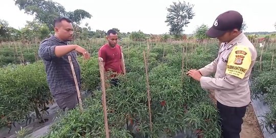 Berani Berubah: Ubah Lahan Tidur jadi Kebun Cabai