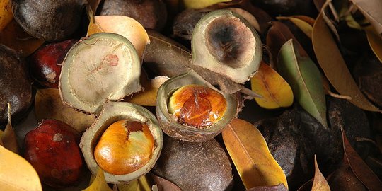 7 Manfaat Kulit Jengkol untuk Tubuh dan Lingkungan, Jangan Langsung Dibuang