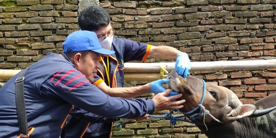 Di Makassar, Ancaman Virus PMK Tidak Bikin Penjualan Sapi Menurun