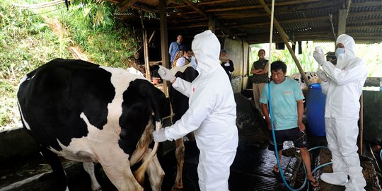 Peternak Sapi Perah di Pasuruan Jatim Hancur-hancuran akibat PMK