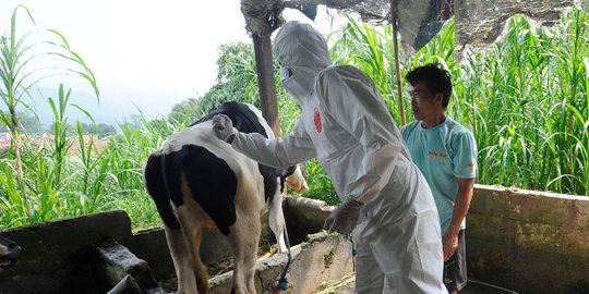 Dapat 1.400 Dosis, Vaksinasi PMK di Banyuasin Dilakukan secara Bertahap