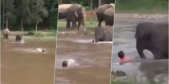 Video: Viral Gajah Selamatkan Pria Hanyut di Sungai Deras