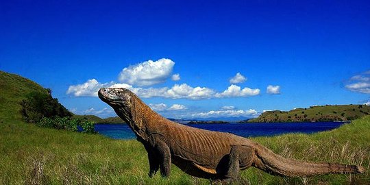 Penjelasan Menparekraf Sandiaga soal Harga Tiket Taman Nasional Komodo Rp3,75 Juta